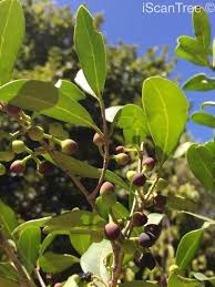 Image result for Chionanthus foveolatus