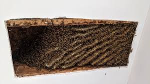 They are also gentle insects and do not sting. He Suspected The Buzzing In His Ceiling Were Bees He Just Didn T Expect To Find 100 000 Of Them Cnn