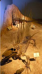 See amazing full size & scaled dinosaurs, discover incredible fossils, learn about these awesome beasts, Dimetrodon Vorlaufer Der Modernen Wirbelsaule Universitat Bonn