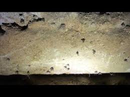 Treating rv drains can be a challenge in some ways, but easier in other ways. Cowleys Pest Services Pests We Treat Drain Flies Infesting Apartment Building In Matawan Nj