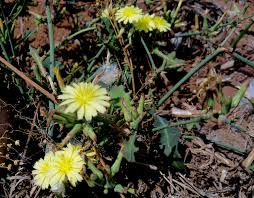 Image result for Launaea