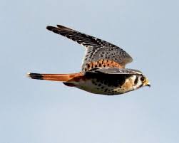 Birds Of Central Oregon American Kestrel Is The Smallest Falcon American Kestrel Migratory Birds Small Falcon