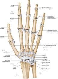 Hand And Microvasculature Musculoskeletal Key