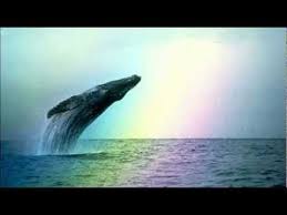 Whales Dolphins Natural Sounds Dolphin Sounds Nature Sounds Whale