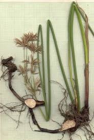 Image result for Cyperus articulatus