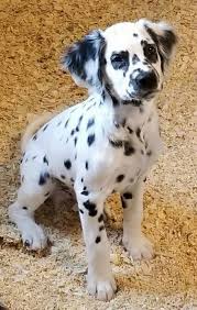I Loved Every Dalmatian I Have Ever Had Throughout The Years And I Want To Adopt Another One Day Soon I Would Love T Beautiful Dogs Dalmatian Puppy Cute Dogs