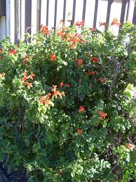 Image result for Tecoma capensis