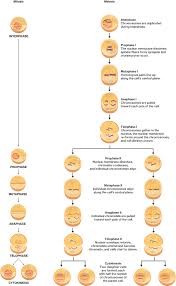 Cells are haploid during meiosis ii. Stages Of Meiosis Course Hero