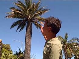 The only palm tree that produces coconuts is the coconut palm, also known as the cocos nucifera. Rare Cold Hardy Palms That Produce Edible Mini Coconut Fruits Youtube