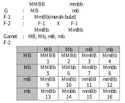 Check spelling or type a new query. 33 Soal Pilihan Ganda Jawabannya Ipa Kelas 9 Bab 1 Pewarisan Sifat Sekolahmuonline Com Sekolahmuonline