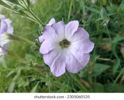 Image result for Petunia axillaris