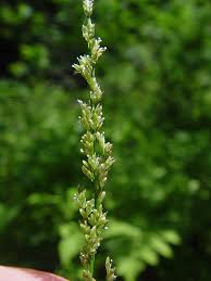 Image result for Glyceria