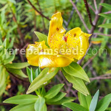 Image result for Hypericum revolutum