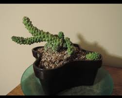 Image result for Monadenium discoideum