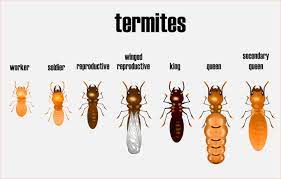Check spelling or type a new query. Termites Are They Active In Your House John Beal Real Estate