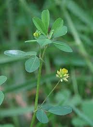 Image result for Trifolium isthmocarpum