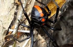 The black widow spider is considered the most venomous bug in north america. New Species Of Widow Spider May Be The Largest Of Its Kind Earth Com