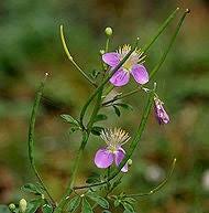 Image result for Cleome rubella