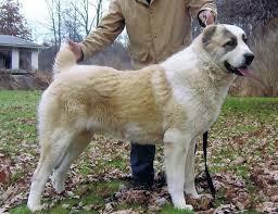 Are you interested in buying this central asian ovcharka? Maxomagic Kennel