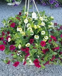 Image result for foto Million Bells