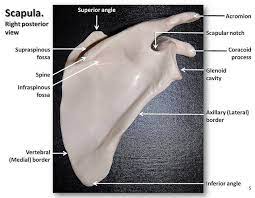 Scapula Posterior View With Labels Appendicular Skeleton Visual Atlas Page 5 Human Anatomy And Physiology Anatomy Bones Scapula