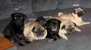 Top healthy pug puppies tm3878822111. Kayjo Pugs Home Facebook