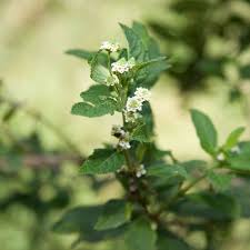 Image result for Lippia javanica