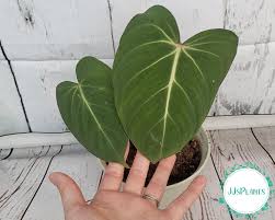 Very Rare Philodendron Hybrid Glorious Live Plant Gloriosum X Melanochrysum Velvet Leaf Plant House Plant Tropical Plant In 2020 Philodendron Live Plants Plants