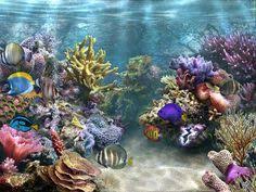 Téléchargement gratuit hd ou 4k utilisez toutes les vidéos gratuitement pour vos projets Fond D Ecran Gratuit Aquarium Qui Bouge En 2021 Fond Ecran Gratuit Fond Ecran Fond D Ecran Tropical