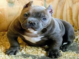An important concern when selecting your pitbull puppy is the dogs temperament. 200 Best Names For American Bully 2021 American Bully Daily