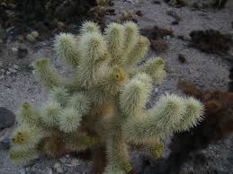 They reach a height of almost 50 feet and have roots that go down up to 36 feet. File Cholla Cactus Garden Joshua National Park California1050 Jpg Wikimedia Commons