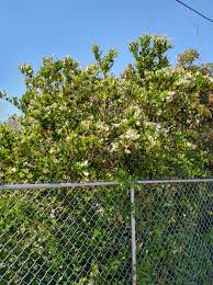 Image result for Cyathea mossambicensis