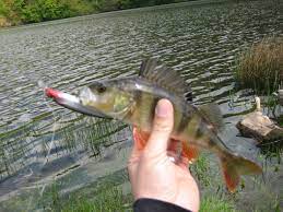 Pike, pikeperch, carp and perch are just a few types of fish that the local. Plz52 Rurtalsperre Seite 2 Fisch Hitparade Angelforum