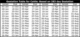 cattle today gestation table modern coffee tables and