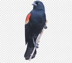 To them, it is a means to reconnect with nature. Red Winged Blackbird Common Blackbird Redwing Black Red Background Bird Feather Beak Png Pngwing