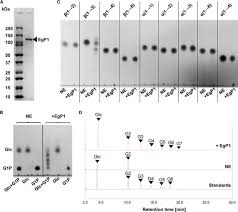 Discover more posts about euglena. Identification Of Euglena Gracilis B 1 3 Glucan Phosphorylase And Establishment Of A New Glycoside Hydrolase Gh Family Gh149 Journal Of Biological Chemistry