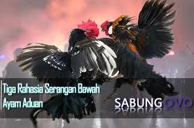 Sekarang berkat teknologi di bidang produksi ternak sangat maju maka masa panen bisa dipangkas sedemikian rupa hingga 1 bulan budidaya bisa panen. Alva Achow0123 Profile Pinterest