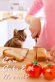 No, cats should not eat garlic. Can Cats Eat Bread A Complete Guide To Cats And Bread