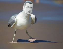 Steven Seagull Meme Guy