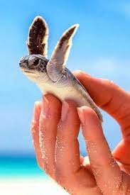 صور سلاحف super cute animals animals friends animal pictures