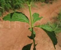 Image result for Hoslundia