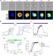 Perdite di carico pressure drops. Intrinsic Photosensitivity Enhances Motility Of T Lymphocytes Scientific Reports