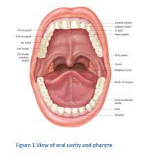 What does a tumor feel like? Tumor Mouth Tongue Throat Larynx Surgeons Chicago Il