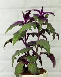 Image result for Gynura