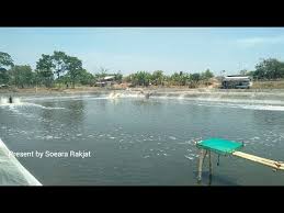 Budidaya Udang Vaname Di Desa Muara Blanakan Subang Tambak Vaname Di Daerah Aliran Sungai Ciasem Youtube