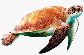 We did not find results for: Sea Turtle Png Photo Sea Turtle Transparent Background Transparent Png 450x450 Free Download On Nicepng
