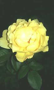 my yellow roses smell the best yellow roses rose flowers