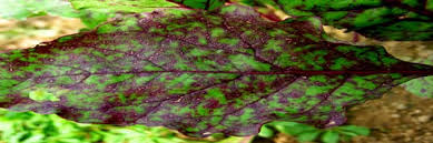 We did not find results for: Beetroot Leaf Spot Archives Kisan Suvidha