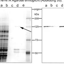 Code pandorum lose your mind. Pdf Mechanismus Des Pre Trna Spleissens Struktur Und Funktion Pflanzlicher Und Animaler Rna Ligasen