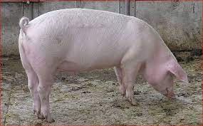 Pin On Varkens Pigs